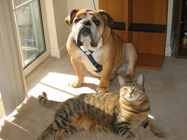 A dog and a cat by a door: the photograph that this course follows from its pixels to its masks.
